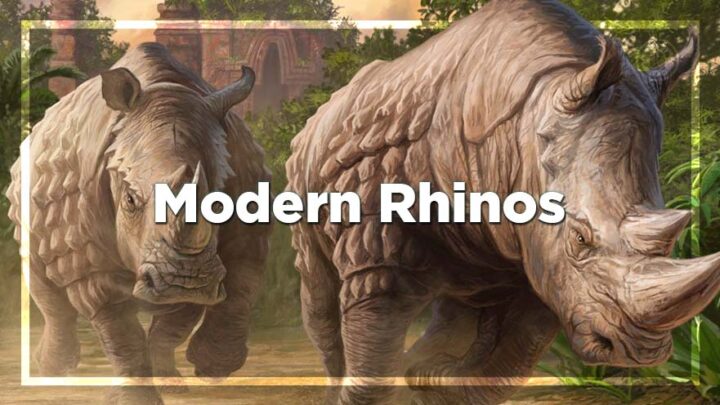 Modern Rhinos
